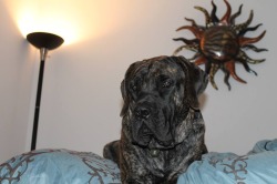 Reverse Brindle Mastiff Kennel