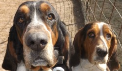 Elite Basset Hounds