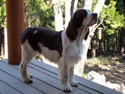 AltaSierra Spaniels