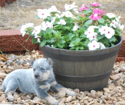 F3 Australian Cattle Dogs