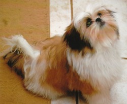 BELLS ARIZONA SHIH TZU