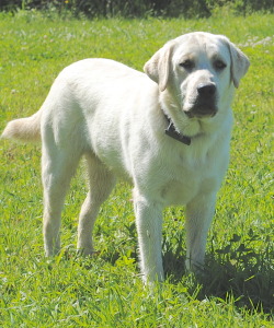 Maple Creek Labradors