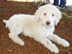 Dreamydoodles Northwest - Aussiedoodles and Labradoodles