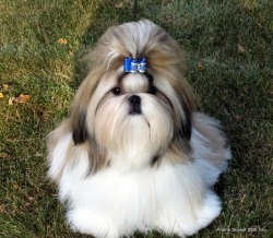 Prairie Sunset Shih Tzu's