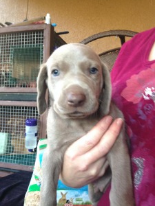 Coopers Weimaraner Family