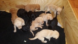 Kristina's Labradors