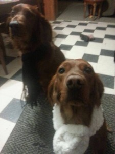 Wilson's Irish Setter's