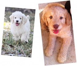 Mary Ann's Goldendoodles