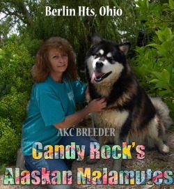 Candy Rock Alaskan Malamutes