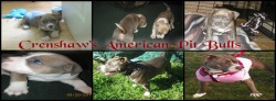 Crenshaw's American Pit Bull Terriers