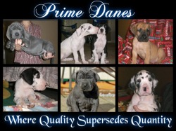 Prime Danes