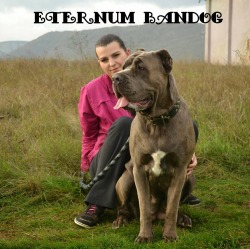 ETERNUM BANDOG KENNELS