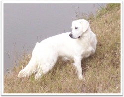 Faded Ash Golden Retrievers