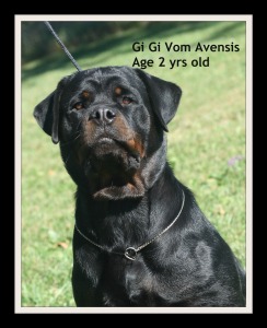 Vom Avensis Rottweiler