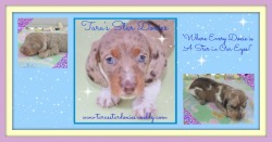 Tara's Star Doxies