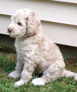 Lucky Dog Labradoodles