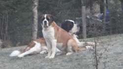 Glencliff Village Saint Bernards