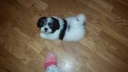 Starr's Designer puppies