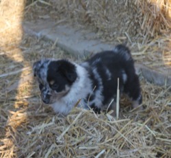 dog breeders alabama smith farm