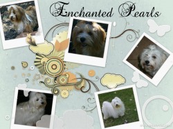 Enchanted Pearls Kennel