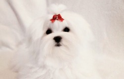 Leona's Maltese