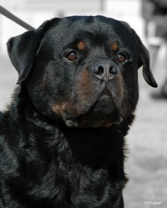 Von Warterr Rottweilers