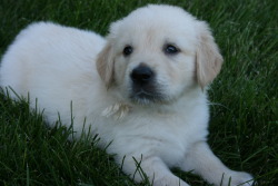 Mapleleaf English Cream Golden Retrievers