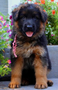 Julie Martinez Mittelwest German Shepherd