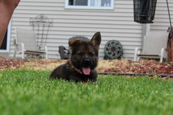 dog breeders illinois owner