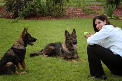 vom ehrenschutz German Shepherds