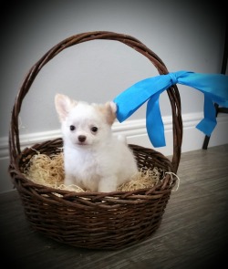 Sandy Paws Chihuahuas