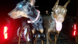 Smith's Dobermans