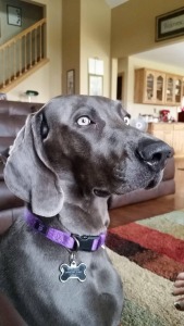 Stahley Weimaraners