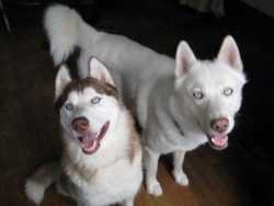 Garrisonbay Siberians