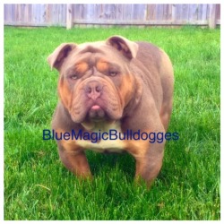 BlueMagicBulldogs