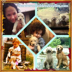 Sundance Goldendoodles