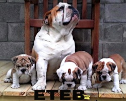 East Texas English Bulldogs