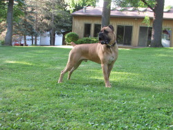 Hidden Valley Cane Corso