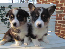 Yellow Hill Corgis