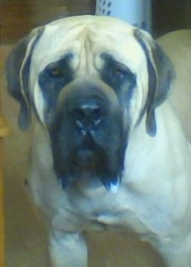 Heath Mastiffs