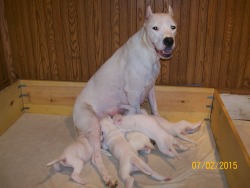 Valentine kennels pa