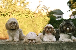 Happy Tails Shih Tzus & Shih-Poos