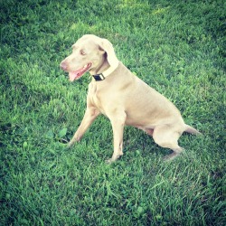 Rose Weimaraners