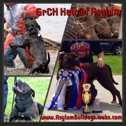 Asylum Angel Bulldogs