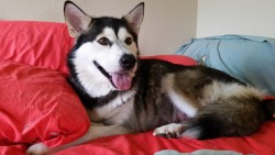 Oil Patched Alaskan Malamutes
