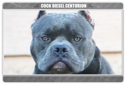 American Bully Breeder / Cock Diesel Kennels / Arizona Bully Breeder