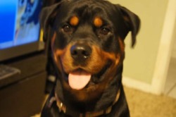 Christian's Rottweilers