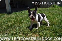 Left Coast Bulldogs