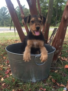 Yellow Iron Kennel