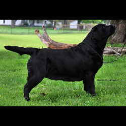 MoonLit Labradors